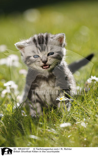 Britisch Kurzhaar Ktzchen im Grnen / British Shorthair Kitten in the countryside / RR-83107