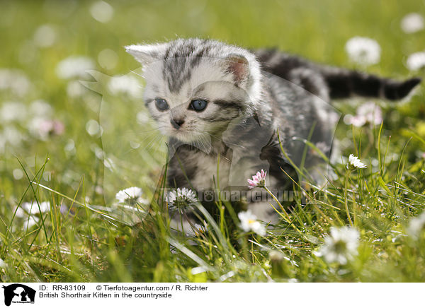 Britisch Kurzhaar Ktzchen im Grnen / British Shorthair Kitten in the countryside / RR-83109