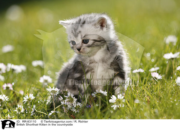 Britisch Kurzhaar Ktzchen im Grnen / British Shorthair Kitten in the countryside / RR-83110