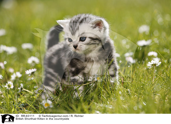 Britisch Kurzhaar Ktzchen im Grnen / British Shorthair Kitten in the countryside / RR-83111