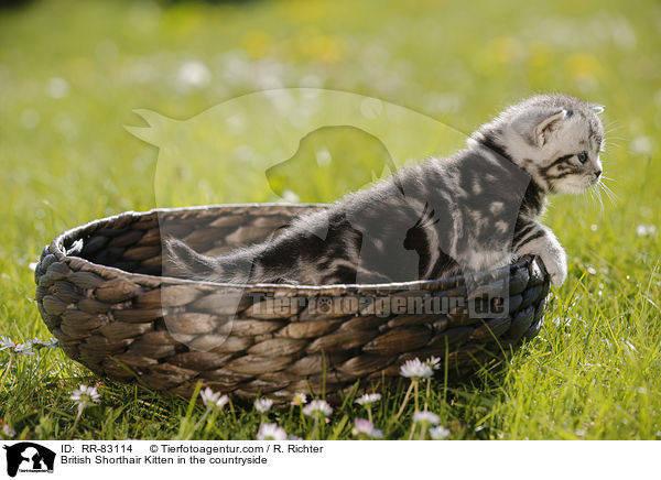 Britisch Kurzhaar Ktzchen im Grnen / British Shorthair Kitten in the countryside / RR-83114