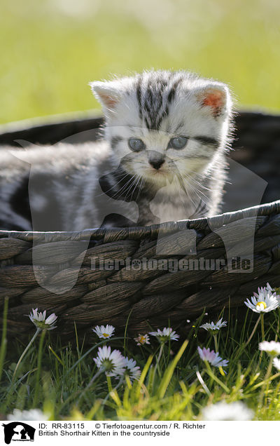 Britisch Kurzhaar Ktzchen im Grnen / British Shorthair Kitten in the countryside / RR-83115