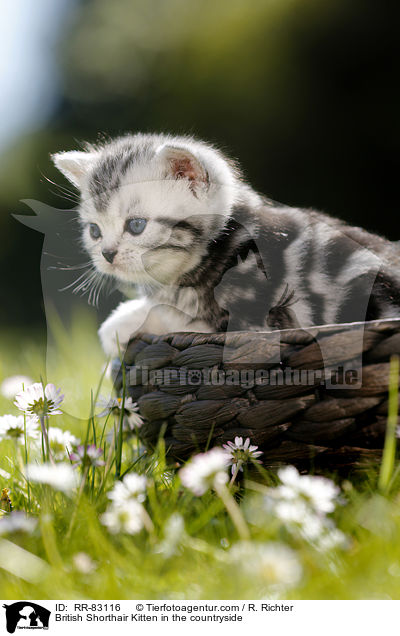 Britisch Kurzhaar Ktzchen im Grnen / British Shorthair Kitten in the countryside / RR-83116
