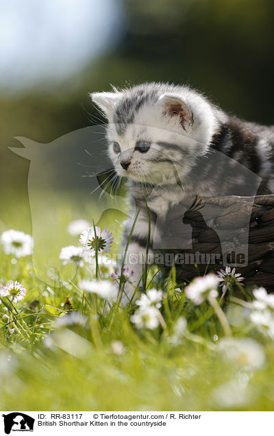 Britisch Kurzhaar Ktzchen im Grnen / British Shorthair Kitten in the countryside / RR-83117