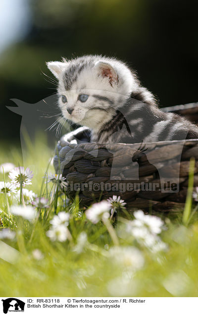 Britisch Kurzhaar Ktzchen im Grnen / British Shorthair Kitten in the countryside / RR-83118