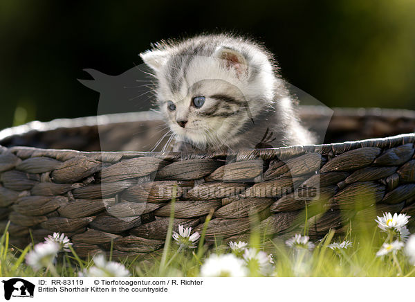 Britisch Kurzhaar Ktzchen im Grnen / British Shorthair Kitten in the countryside / RR-83119