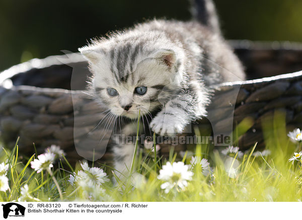 Britisch Kurzhaar Ktzchen im Grnen / British Shorthair Kitten in the countryside / RR-83120