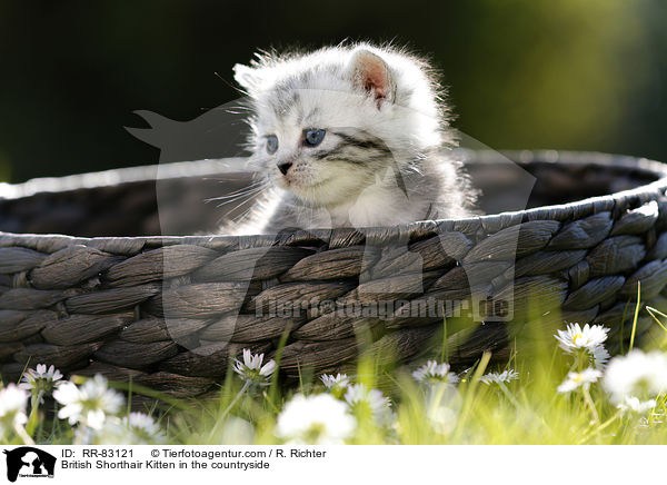 Britisch Kurzhaar Ktzchen im Grnen / British Shorthair Kitten in the countryside / RR-83121