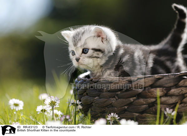 Britisch Kurzhaar Ktzchen im Grnen / British Shorthair Kitten in the countryside / RR-83123