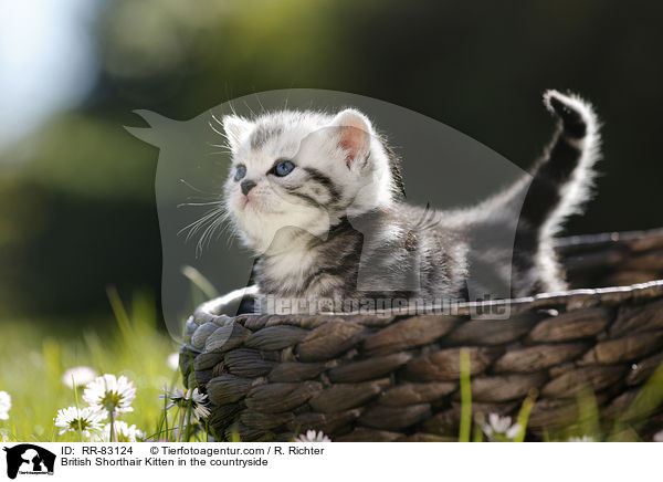 Britisch Kurzhaar Ktzchen im Grnen / British Shorthair Kitten in the countryside / RR-83124
