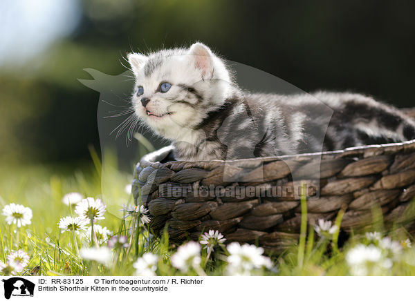 Britisch Kurzhaar Ktzchen im Grnen / British Shorthair Kitten in the countryside / RR-83125