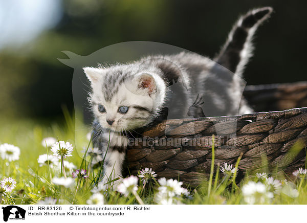 Britisch Kurzhaar Ktzchen im Grnen / British Shorthair Kitten in the countryside / RR-83126