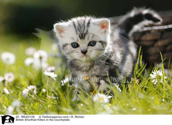 Britisch Kurzhaar Ktzchen im Grnen / British Shorthair Kitten in the countryside / RR-83128
