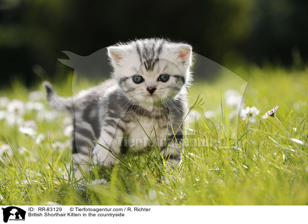 Britisch Kurzhaar Ktzchen im Grnen / British Shorthair Kitten in the countryside / RR-83129