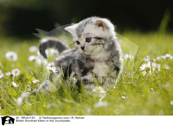 Britisch Kurzhaar Ktzchen im Grnen / British Shorthair Kitten in the countryside / RR-83130