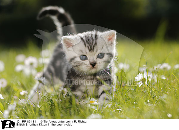 Britisch Kurzhaar Ktzchen im Grnen / British Shorthair Kitten in the countryside / RR-83131