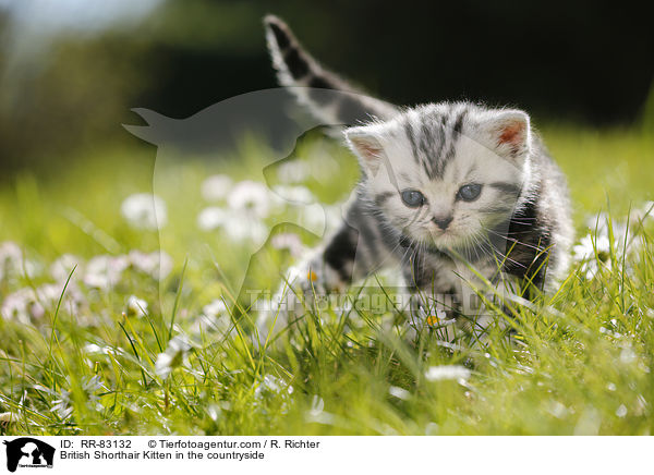Britisch Kurzhaar Ktzchen im Grnen / British Shorthair Kitten in the countryside / RR-83132