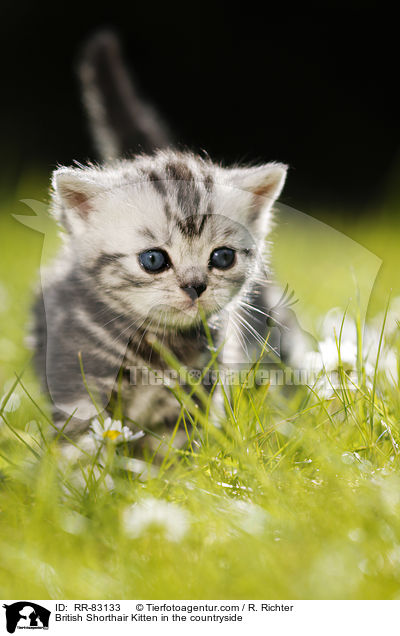 Britisch Kurzhaar Ktzchen im Grnen / British Shorthair Kitten in the countryside / RR-83133