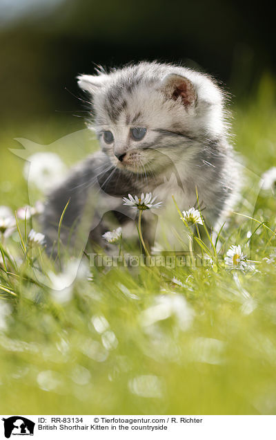 Britisch Kurzhaar Ktzchen im Grnen / British Shorthair Kitten in the countryside / RR-83134