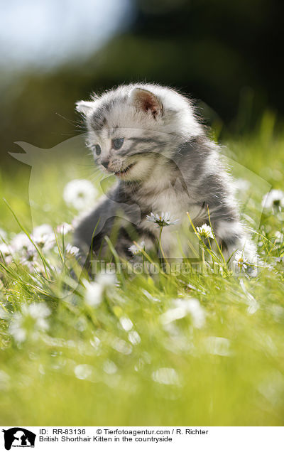 Britisch Kurzhaar Ktzchen im Grnen / British Shorthair Kitten in the countryside / RR-83136