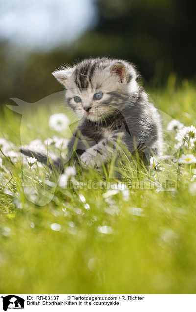 Britisch Kurzhaar Ktzchen im Grnen / British Shorthair Kitten in the countryside / RR-83137