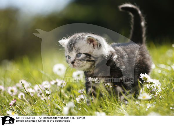 Britisch Kurzhaar Ktzchen im Grnen / British Shorthair Kitten in the countryside / RR-83138