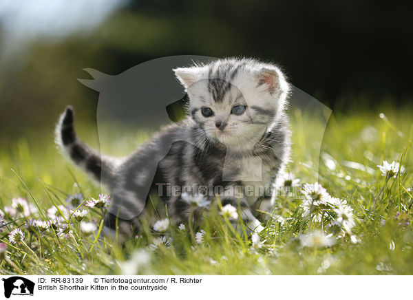 Britisch Kurzhaar Ktzchen im Grnen / British Shorthair Kitten in the countryside / RR-83139