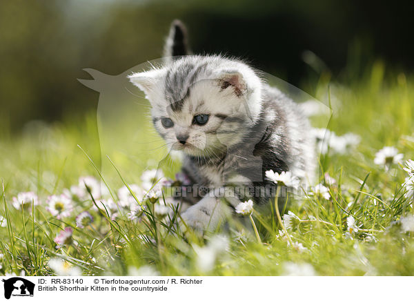 Britisch Kurzhaar Ktzchen im Grnen / British Shorthair Kitten in the countryside / RR-83140