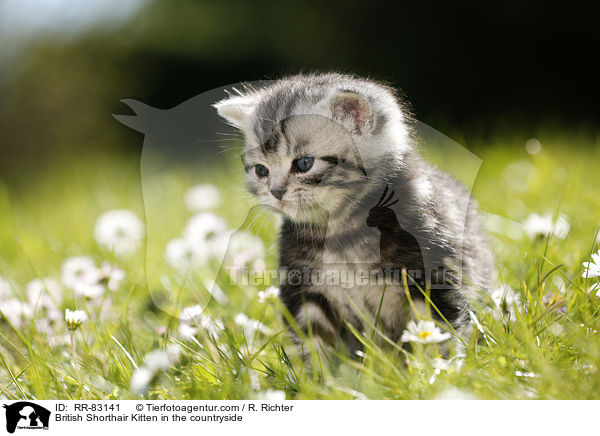 Britisch Kurzhaar Ktzchen im Grnen / British Shorthair Kitten in the countryside / RR-83141