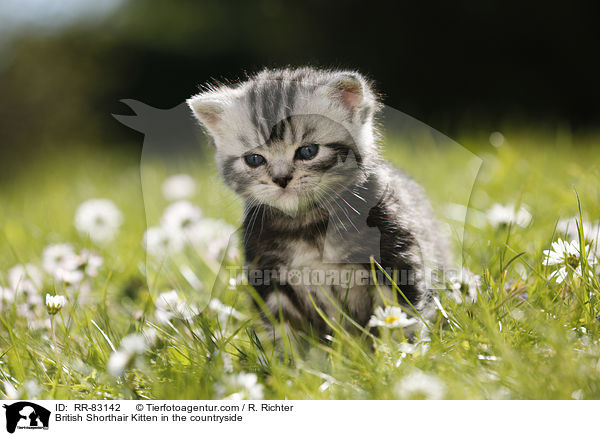 Britisch Kurzhaar Ktzchen im Grnen / British Shorthair Kitten in the countryside / RR-83142