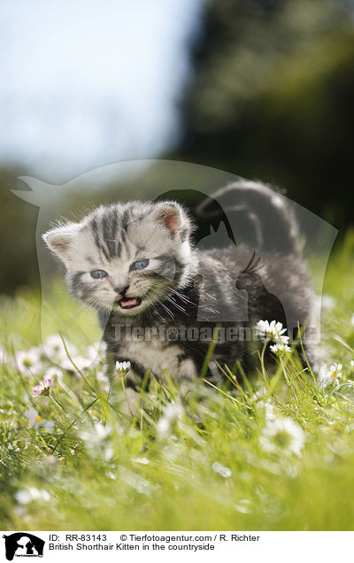 Britisch Kurzhaar Ktzchen im Grnen / British Shorthair Kitten in the countryside / RR-83143