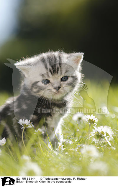 Britisch Kurzhaar Ktzchen im Grnen / British Shorthair Kitten in the countryside / RR-83144