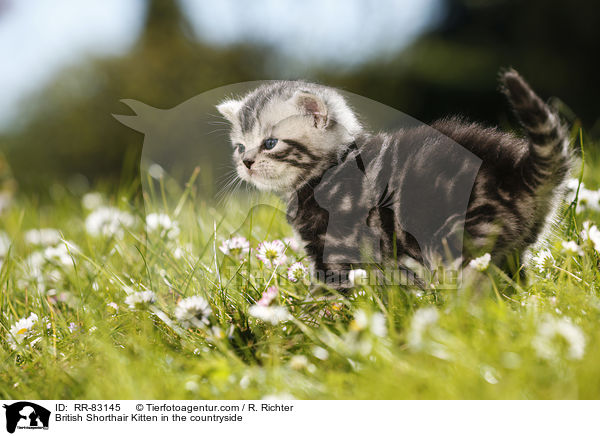 Britisch Kurzhaar Ktzchen im Grnen / British Shorthair Kitten in the countryside / RR-83145