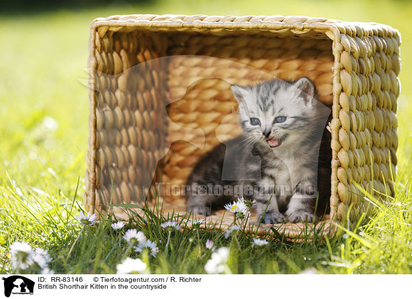 Britisch Kurzhaar Ktzchen im Grnen / British Shorthair Kitten in the countryside / RR-83146