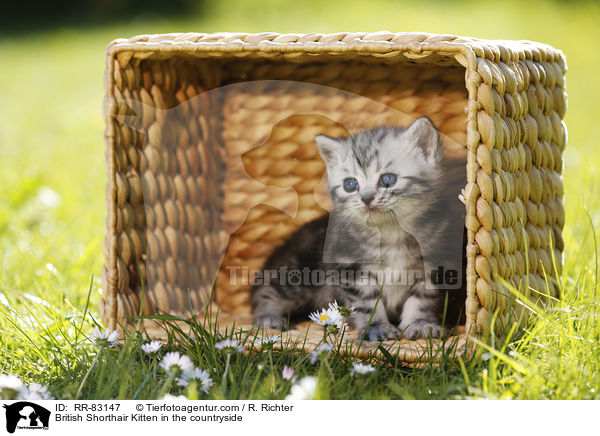 Britisch Kurzhaar Ktzchen im Grnen / British Shorthair Kitten in the countryside / RR-83147