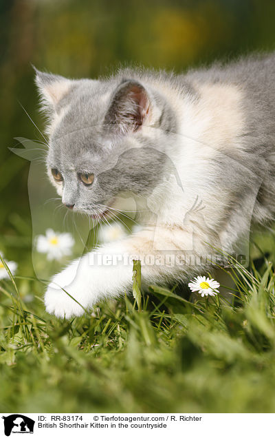 Britisch Kurzhaar Ktzchen im Grnen / British Shorthair Kitten in the countryside / RR-83174