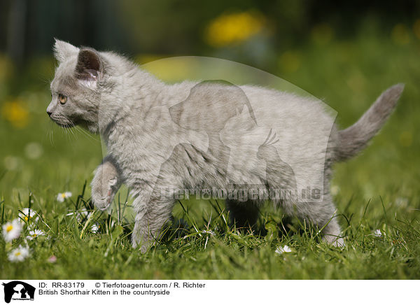 Britisch Kurzhaar Ktzchen im Grnen / British Shorthair Kitten in the countryside / RR-83179