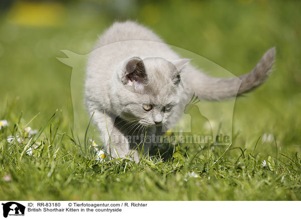 Britisch Kurzhaar Ktzchen im Grnen / British Shorthair Kitten in the countryside / RR-83180