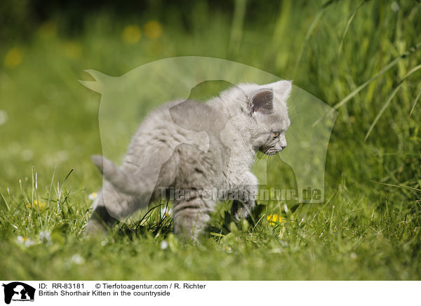 Britisch Kurzhaar Ktzchen im Grnen / British Shorthair Kitten in the countryside / RR-83181