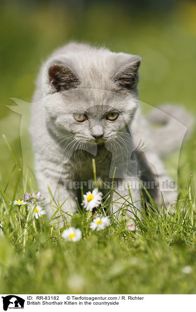 Britisch Kurzhaar Ktzchen im Grnen / British Shorthair Kitten in the countryside / RR-83182