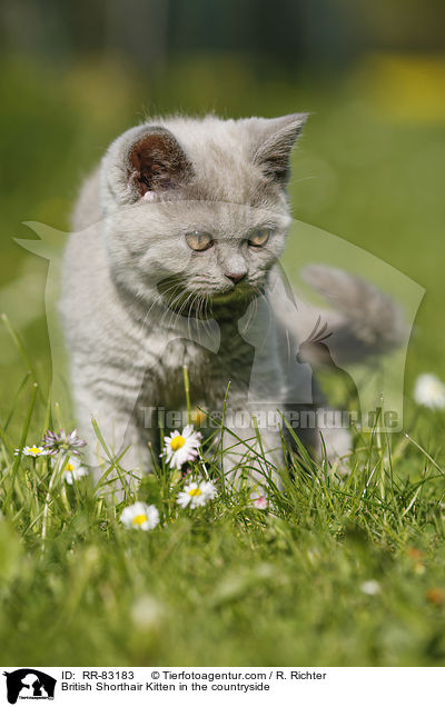 Britisch Kurzhaar Ktzchen im Grnen / British Shorthair Kitten in the countryside / RR-83183