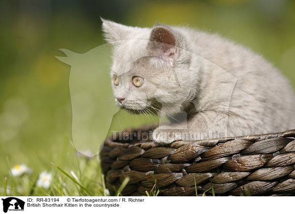 Britisch Kurzhaar Ktzchen im Grnen / British Shorthair Kitten in the countryside / RR-83194