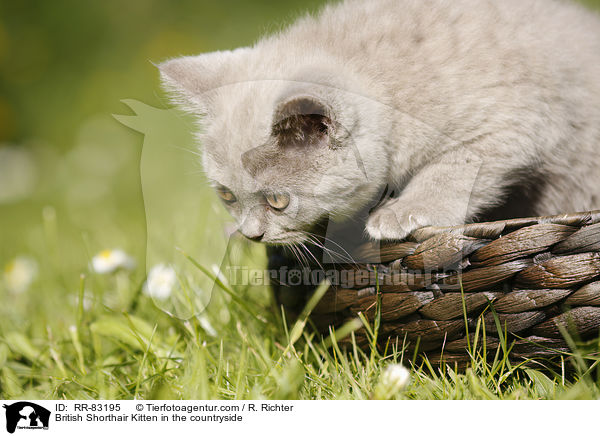 Britisch Kurzhaar Ktzchen im Grnen / British Shorthair Kitten in the countryside / RR-83195