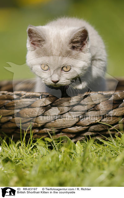 Britisch Kurzhaar Ktzchen im Grnen / British Shorthair Kitten in the countryside / RR-83197