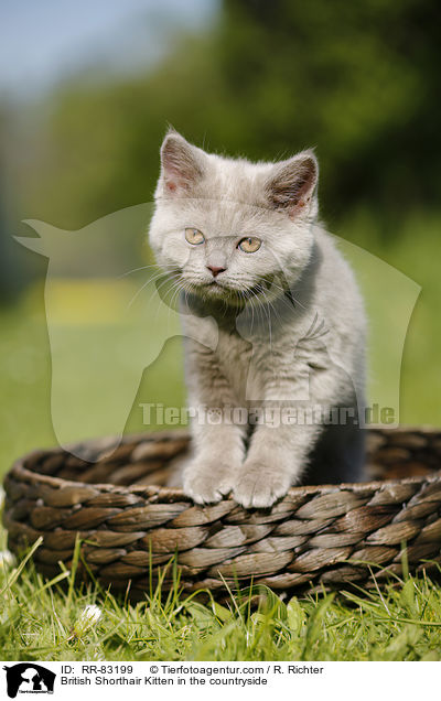 Britisch Kurzhaar Ktzchen im Grnen / British Shorthair Kitten in the countryside / RR-83199
