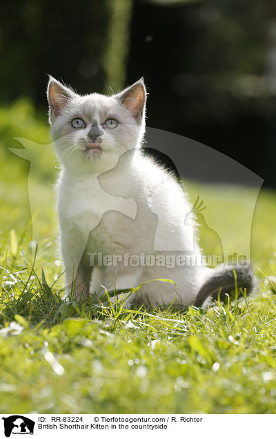 Britisch Kurzhaar Ktzchen im Grnen / British Shorthair Kitten in the countryside / RR-83224