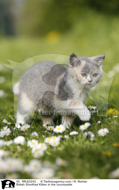 Britisch Kurzhaar Ktzchen im Grnen / British Shorthair Kitten in the countryside / RR-83242