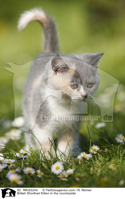 Britisch Kurzhaar Ktzchen im Grnen / British Shorthair Kitten in the countryside / RR-83244