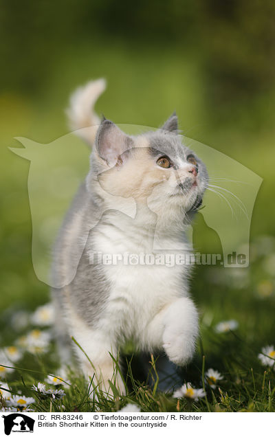 Britisch Kurzhaar Ktzchen im Grnen / British Shorthair Kitten in the countryside / RR-83246