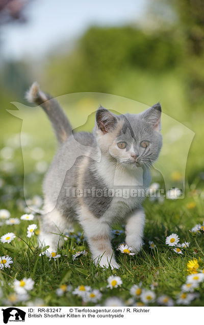 Britisch Kurzhaar Ktzchen im Grnen / British Shorthair Kitten in the countryside / RR-83247